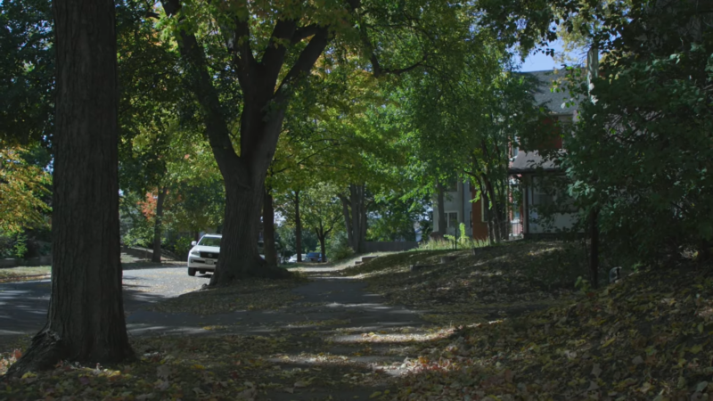 The Image Shows a Quiet, Tree-Lined Residential Street with Large Trees Providing Ample Shade, Reflecting the City's Focus on Sustainability and Maintaining Green Spaces as Part of Its Environmental Regulations