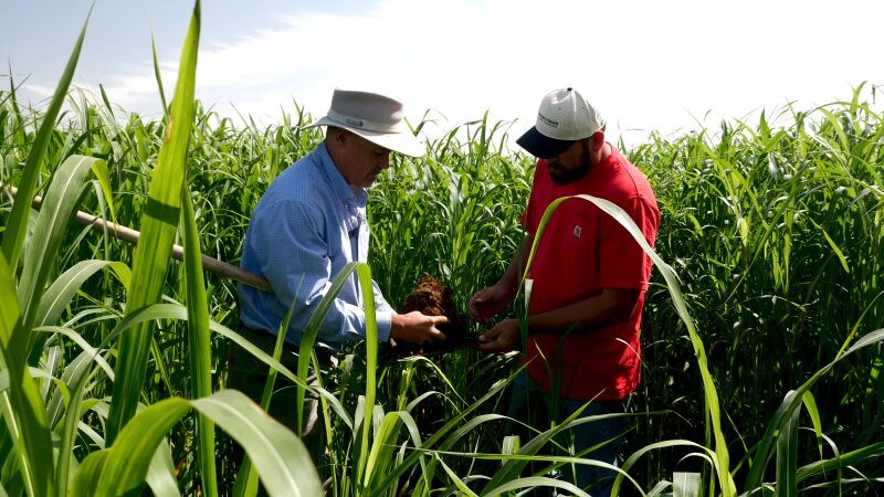 Two Men Are Examining Soil in A Tall Field of Crops in Glenn County