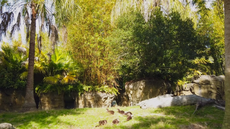 A Grassy Area at Jacksonville Zoo with Palm Trees, Thick Plants, and Animals Grazing