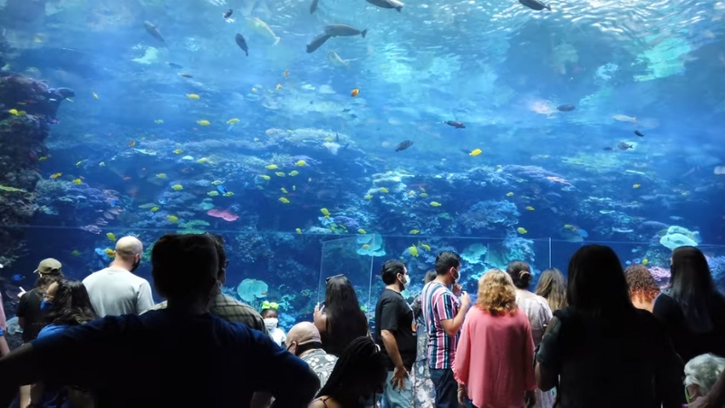 Visitors Observing Marine Life in A Large Tank at The Georgia Aquarium