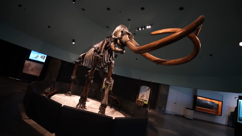 Skeleton of A Mammoth Displayed at The La Brea Tar Pits and Museum in Los Angeles