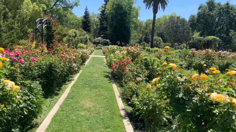 A Path Surrounded by Colorful Rose Bushes at McKinley Park Rose Garden in Sacramento