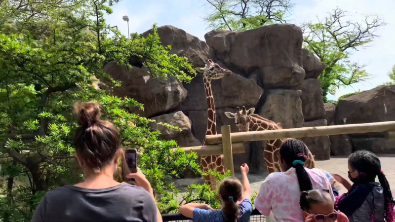 Visitors Observing Giraffes at The Philadelphia Zoo