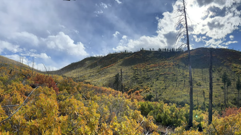 Autumn Hills and Scattered Trees in South Central Colorado