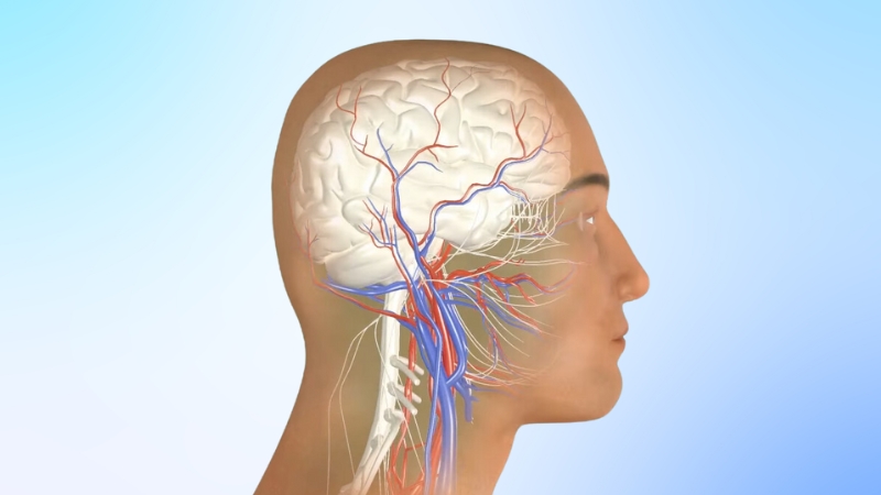 An Illustration of The Human Brain and Its Blood Vessels Highlighting the Circulatory System Relevant to Stroke