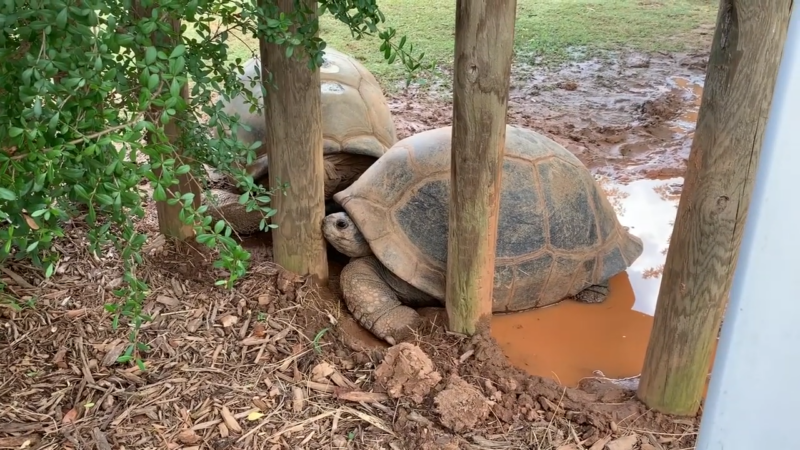 Giant Tortoises Resting in A Muddy Enclosure at Zoo Atlanta