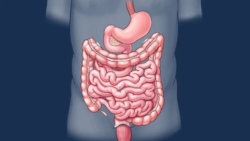 An Illustration of The Digestive System Showing the Stomach, Which Is Relevant in Discussions About Stomach Cancer