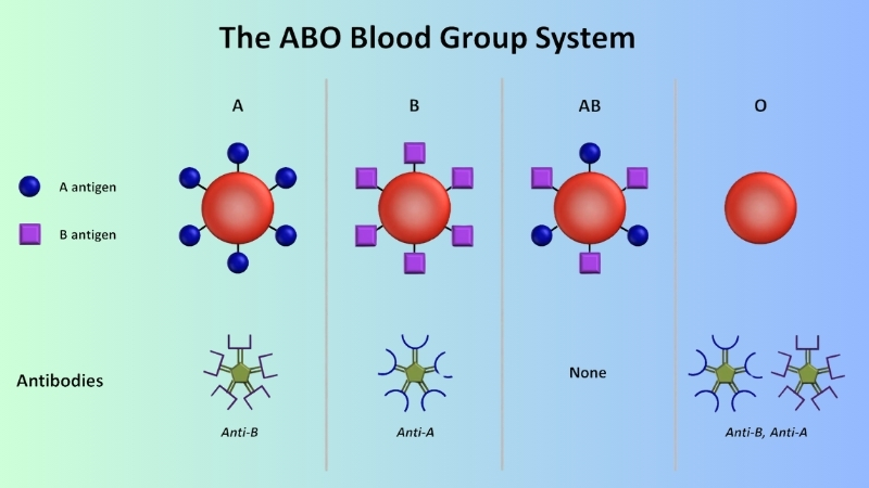 Diagram showing the ABO blood group system with A, B, AB, and O types, their antigens, and related antibodies for each blood type