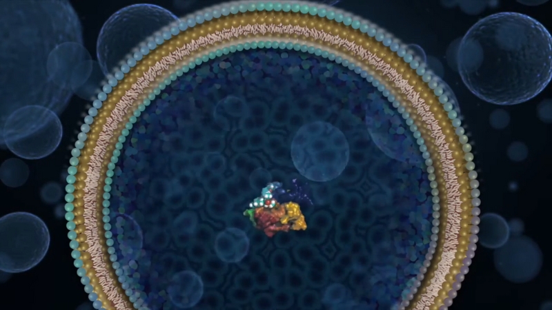 Illustration shows a neuron membrane with ferroptosis blocked to reduce brain cell loss