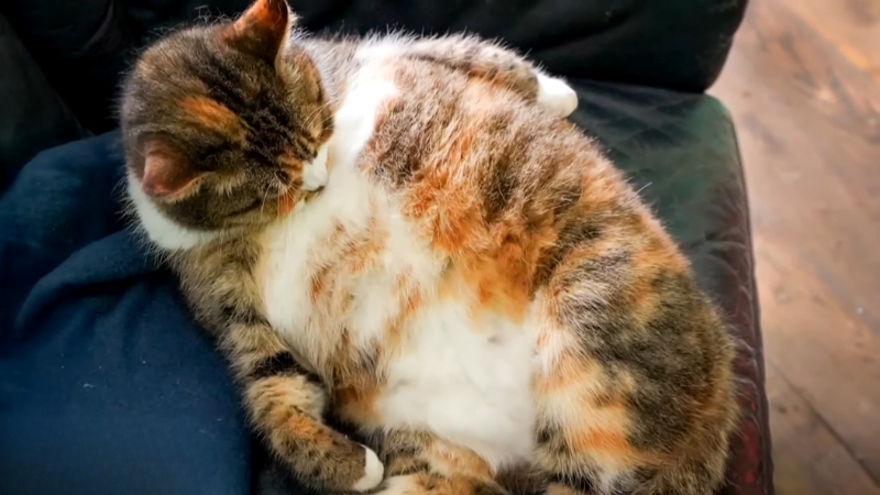 Overweight cat rest on a couch as veterinary research explore Ozempic-style weight loss drugs for cats