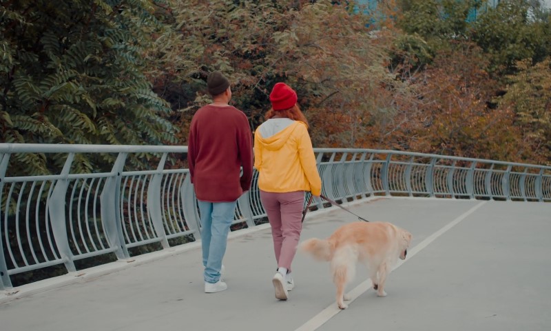 A couple walks their golden retriever on a bridge surrounded by trees