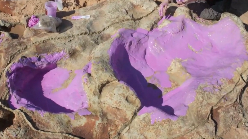 Researchers cast large dinosaur footprints with purple material along the tidal rocks of the Dampier Peninsula
