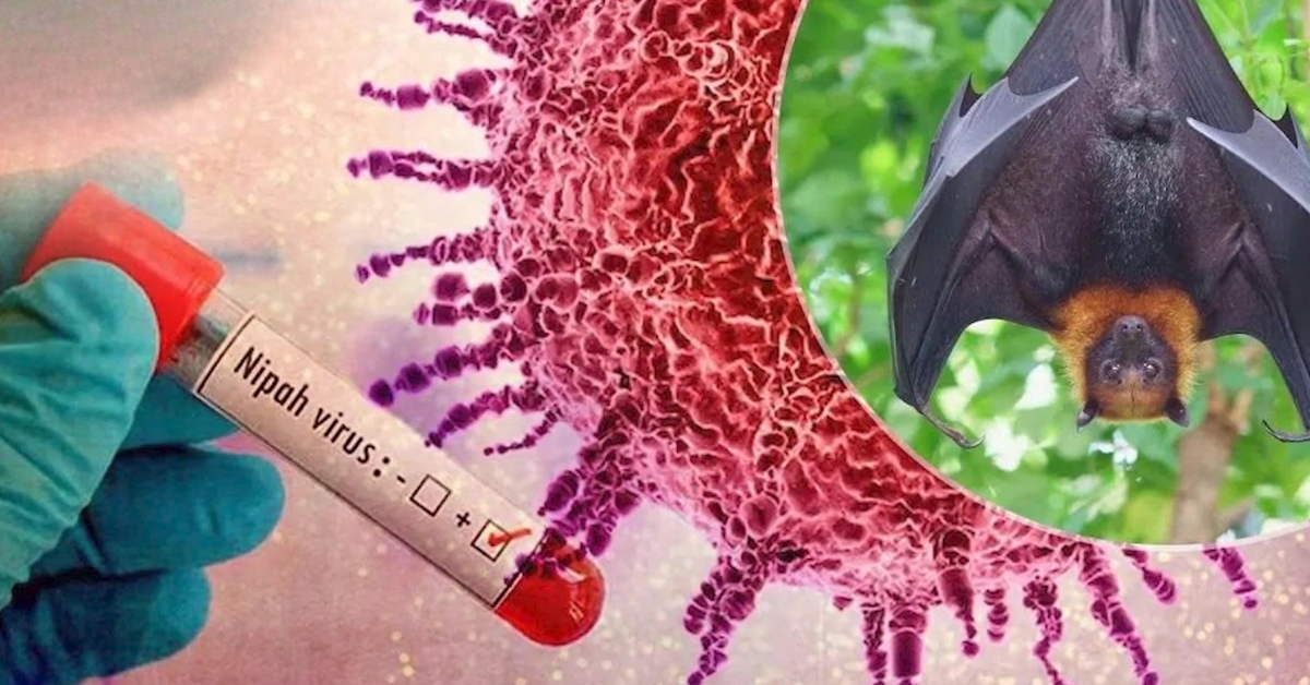 Gloved hand holding a Nipah Virus test sample beside a virus graphic and a fruit bat