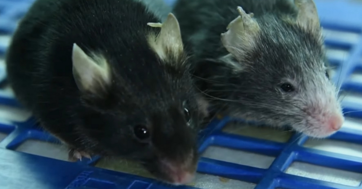Two laboratory mice used in a study that reversed vision loss in mice