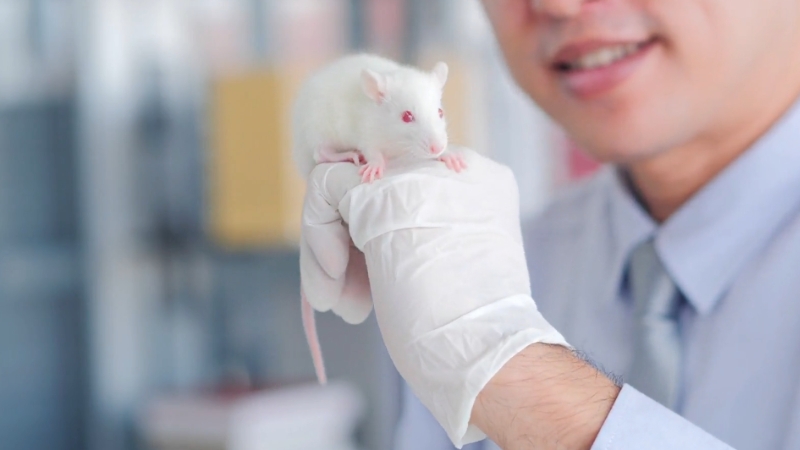Researcher holding a laboratory mouse used in pancreatic cancer drug testing