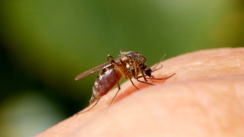 Close-up of a mosquito biting human skin, showing how malaria spreads through insect transmission