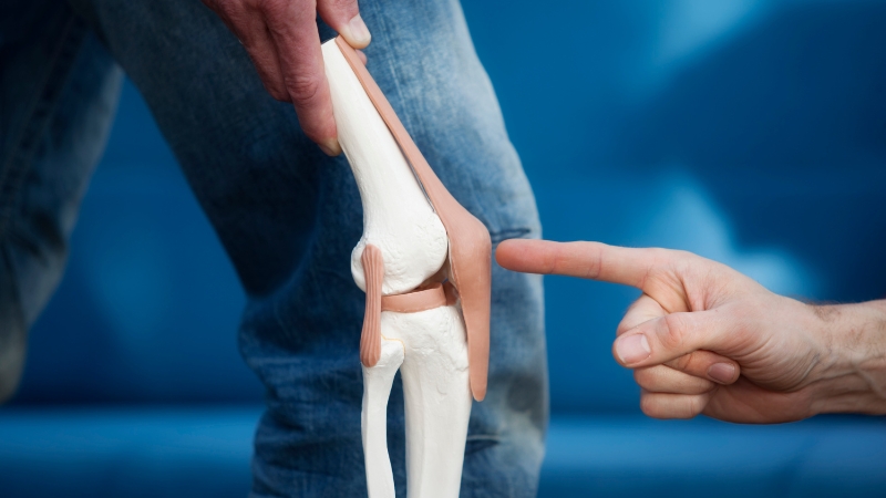 Doctor pointing to a knee joint model to explain cartilage structure and damage