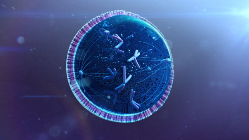 Illustration of chromosomes inside a human cell viewed in cross-section