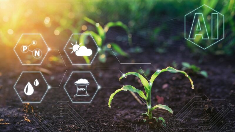 Young crop plant in soil with AI icons showing data on nutrients, weather, and irrigation