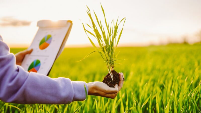 Person holds a young crop plant in a field while viewing data charts on a tablet