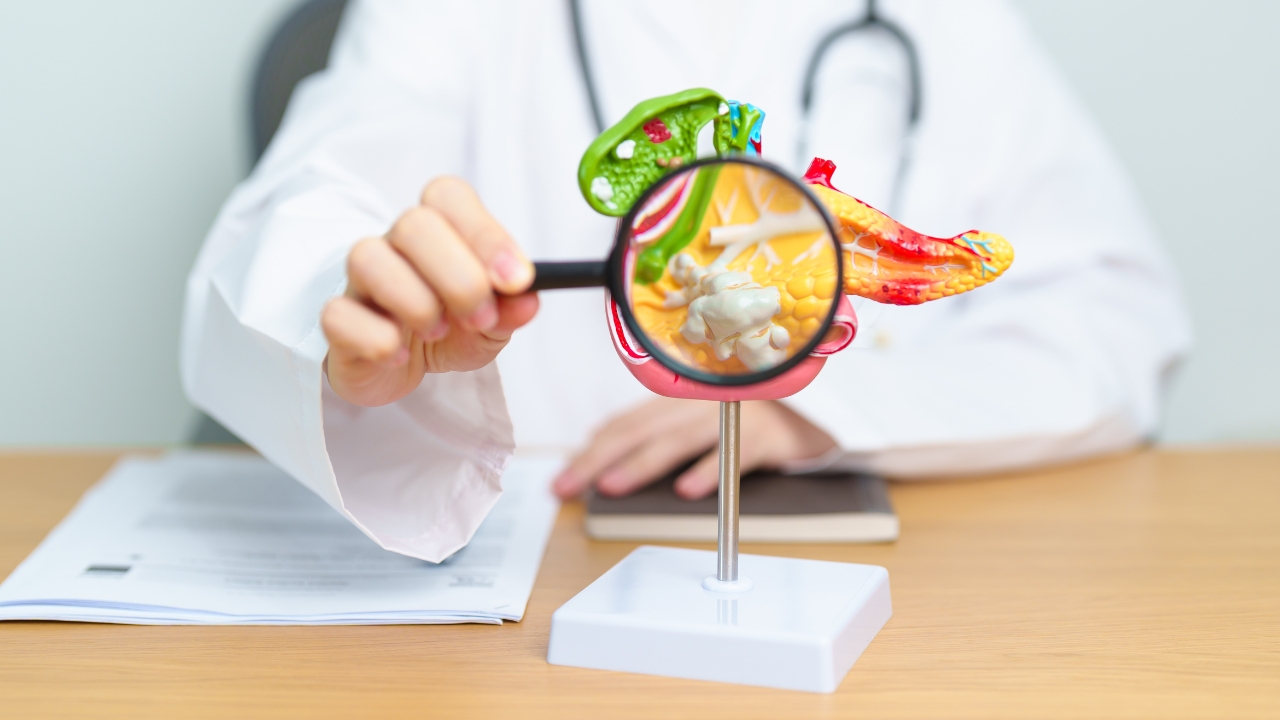 Doctor reviews a pancreatic model during a pancreatic cancer research consultation