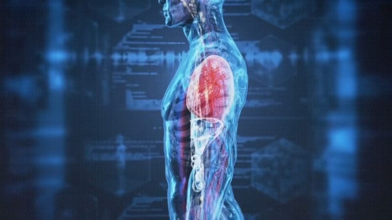 Digital medical graphic shows how hantavirus can affect the lungs and cause severe respiratory illness