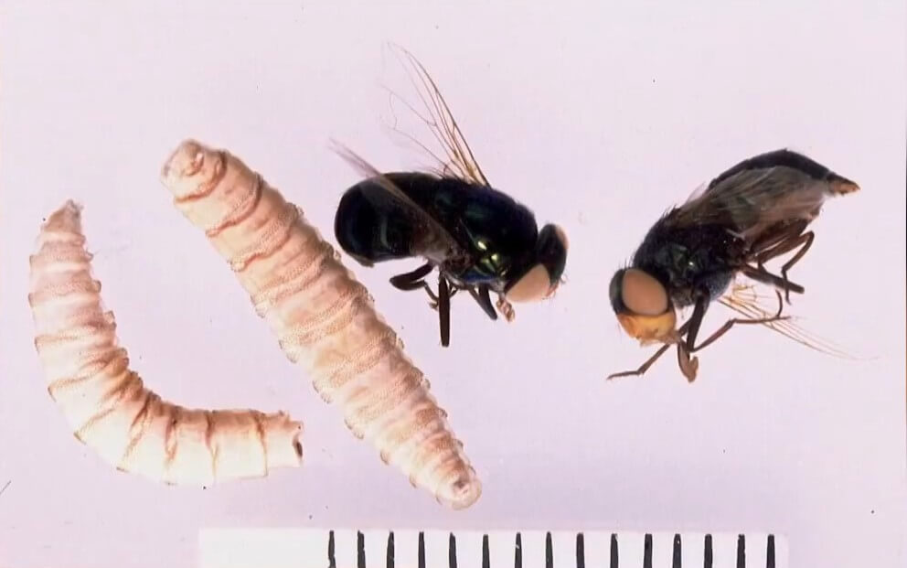 Close-up comparison of New World screwworm larvae and adult flies displayed against a white background with a measurement scale