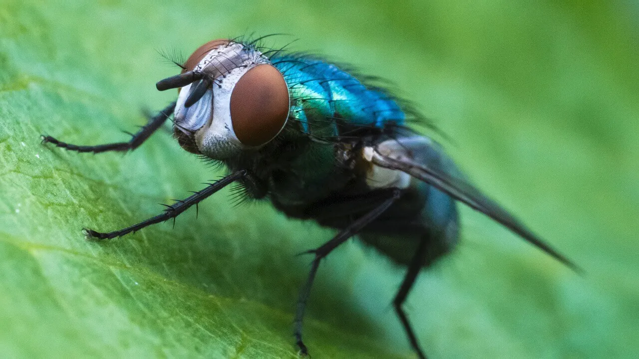 Screwworm