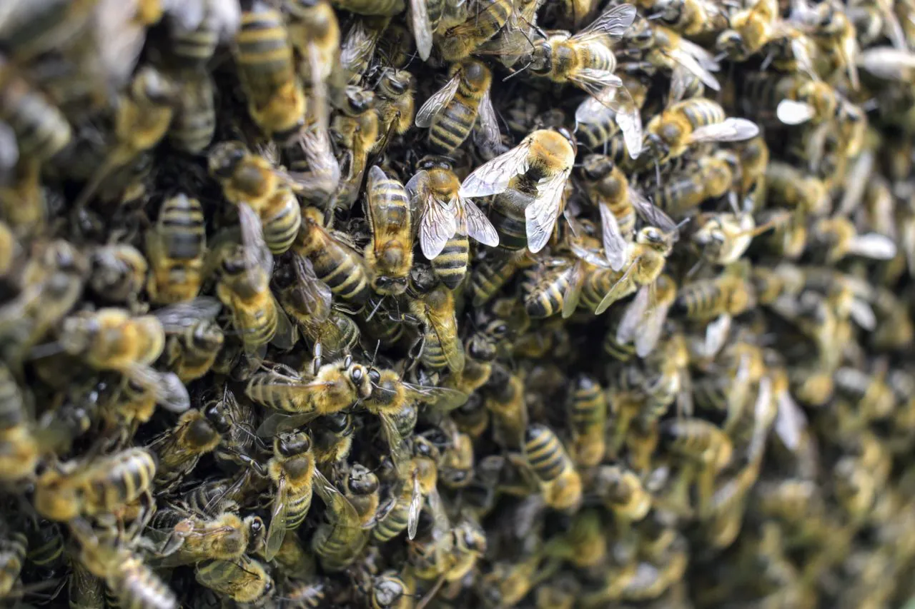 Swarm of Bees