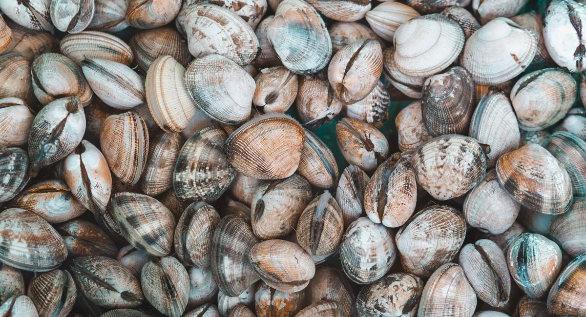 Manila Clam Has Invaded the Massachusetts Coast