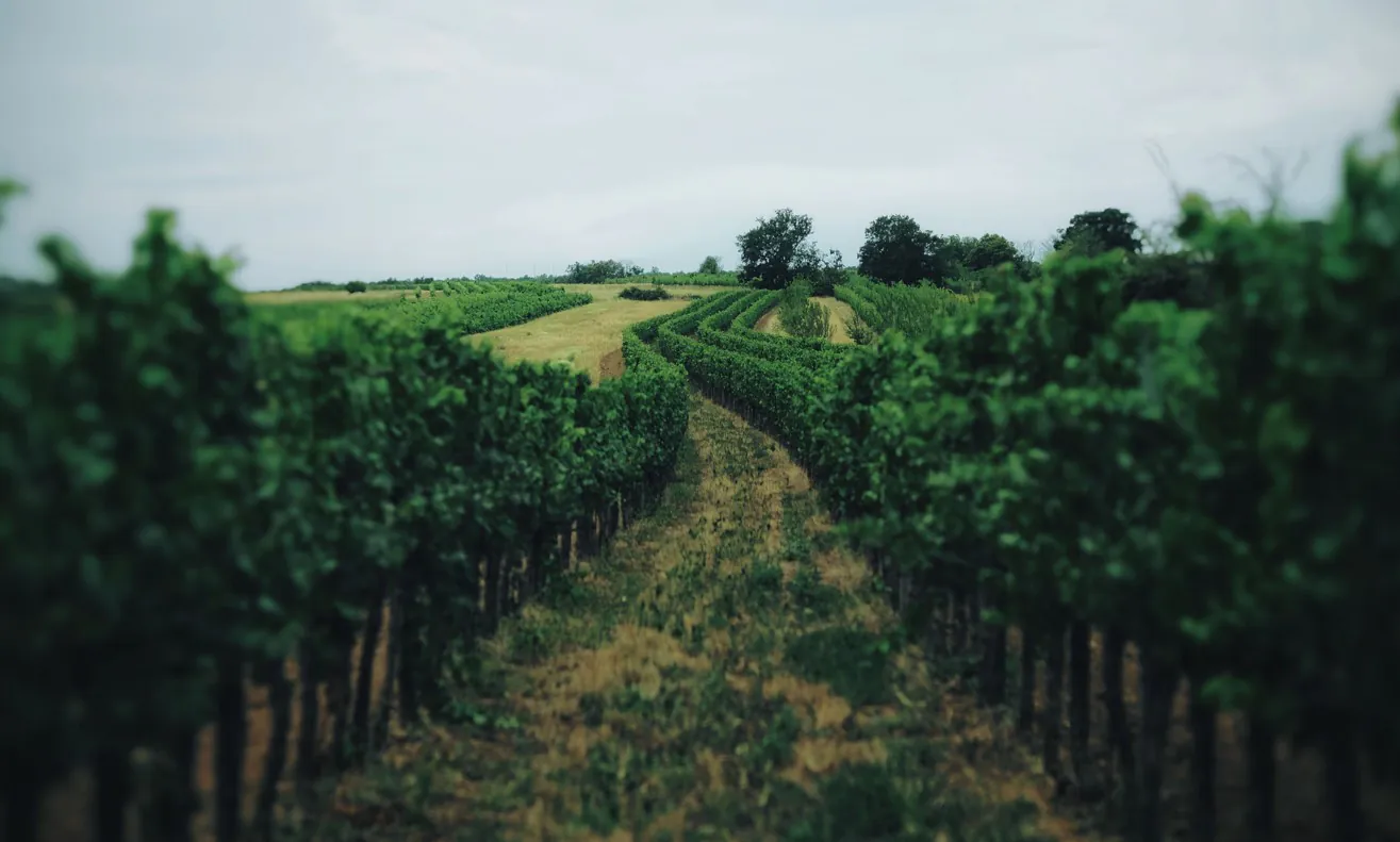 Why Are California Wineries Ripping Out Their Vineyards