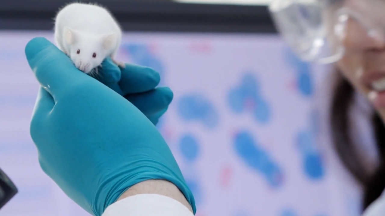 A researcher holds a white laboratory rat in a research lab
