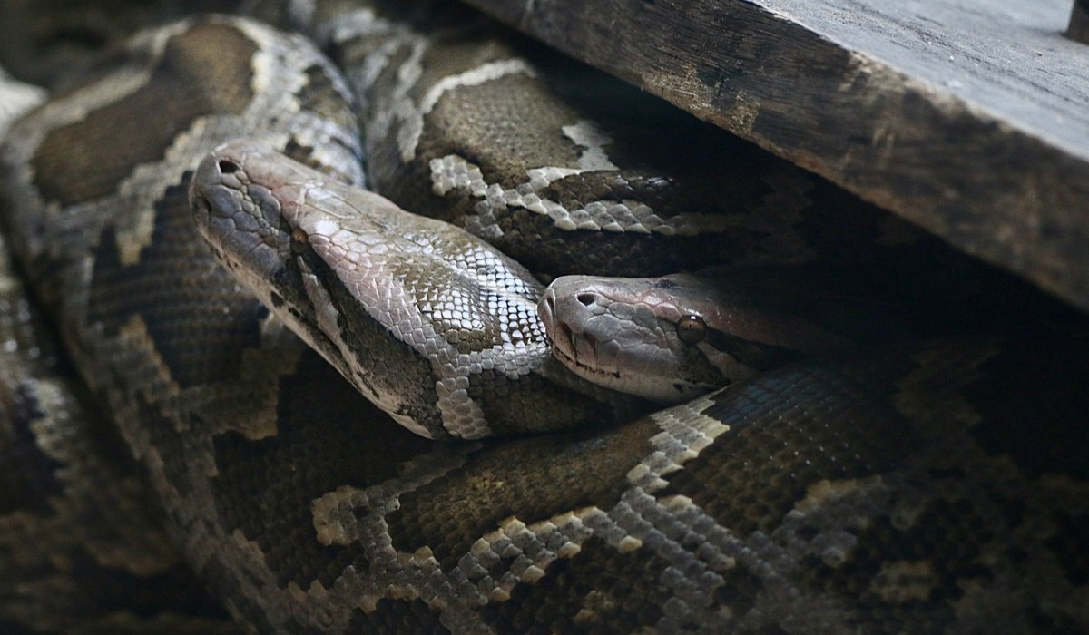 Researchers in Florida Used Robot Rabbits to Lure Burmese Pythons