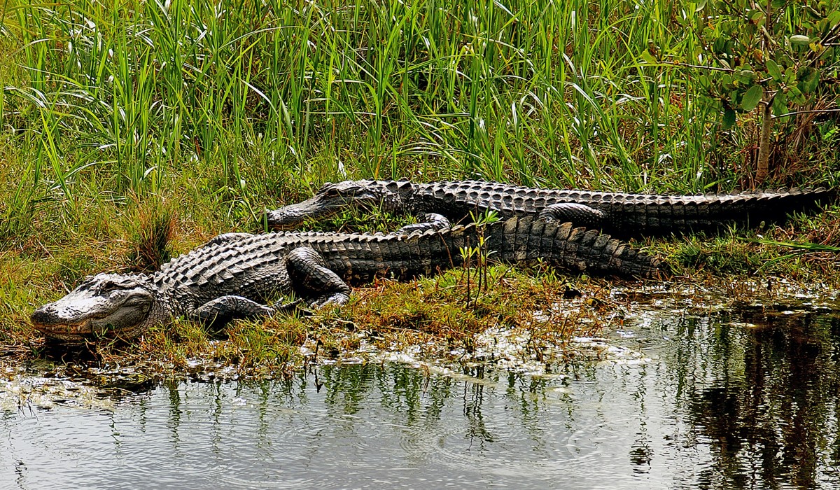 Alligators in Florida.