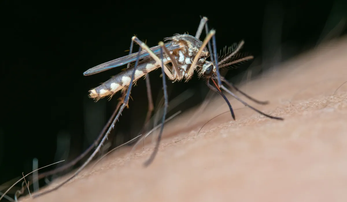 An image of mosquito, visualizing Florida Dengue Outbreak