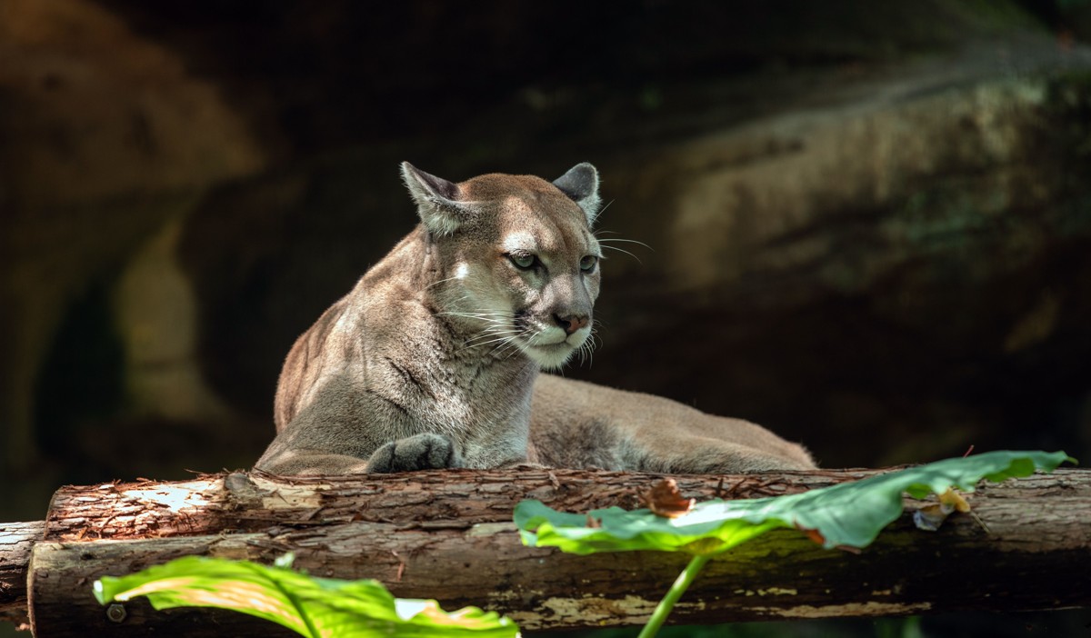 Florida Panther