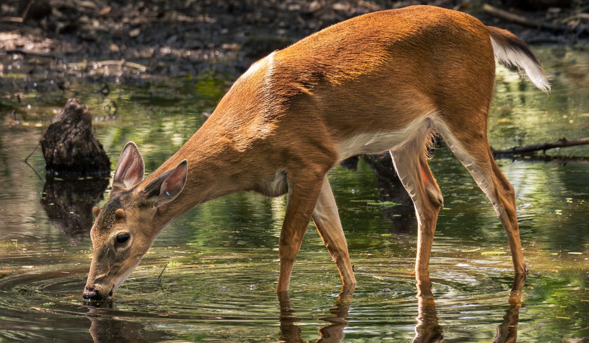 Key deer