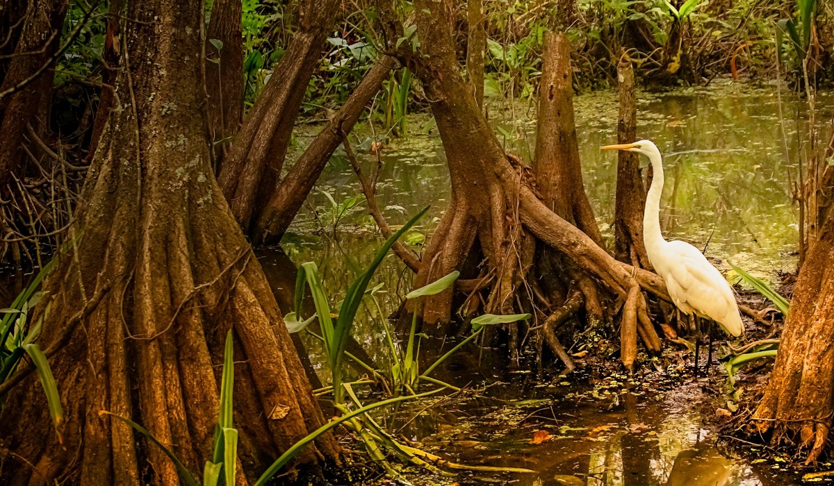 Mangrove Forest